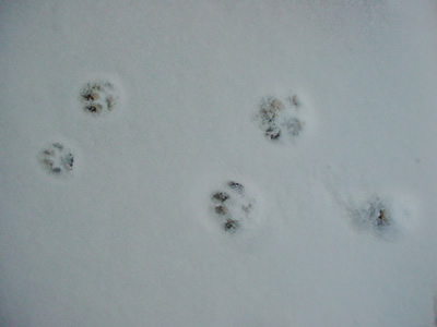 ねこ画像で癒されるトピ4