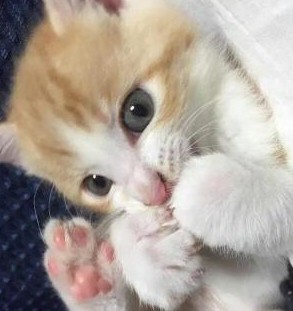 ねこ画像で癒されるトピ4