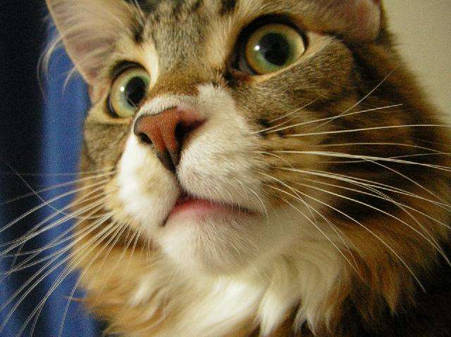 ねこ画像で癒されるトピ4