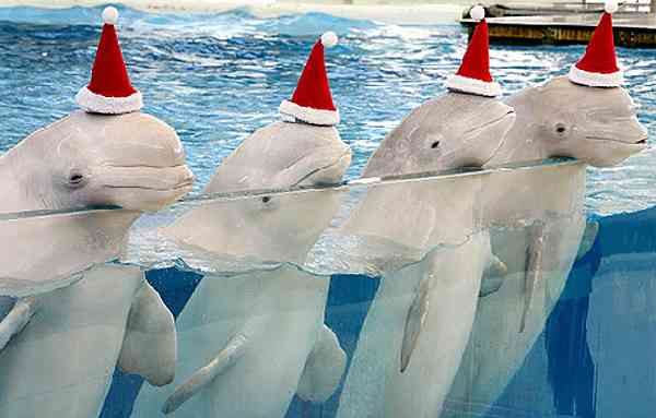 クリスマス×動物の画像下さい!