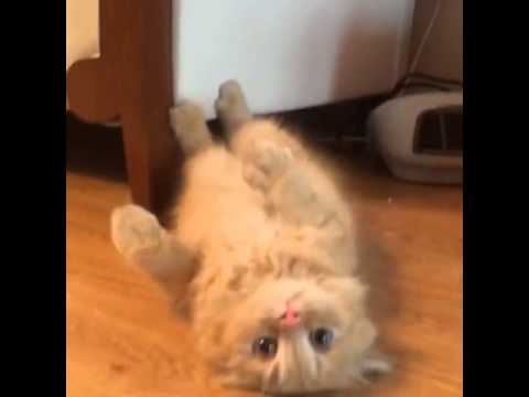 Deadly cute Kitten - YouTube