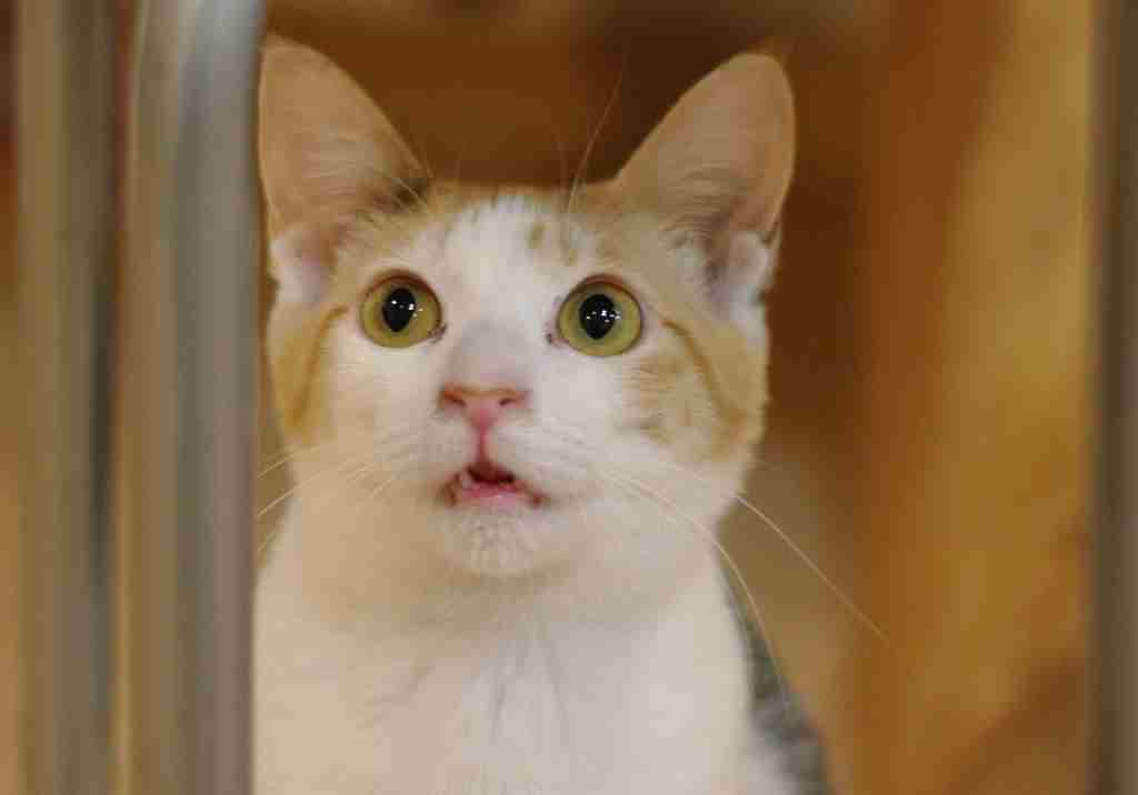 ねこ画像で癒されるトピ4