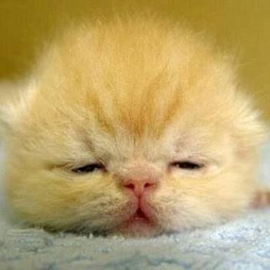 ねこ画像で癒されるトピ4