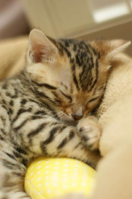 ねこ画像で癒されるトピ4