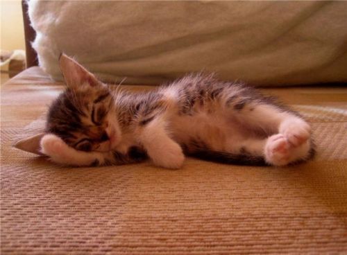 ねこ画像で癒されるトピ4