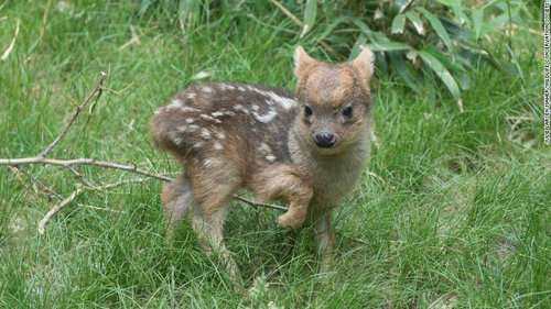 かわいい画像を貼るトピ