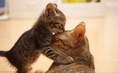 猫に関する質問トピ
