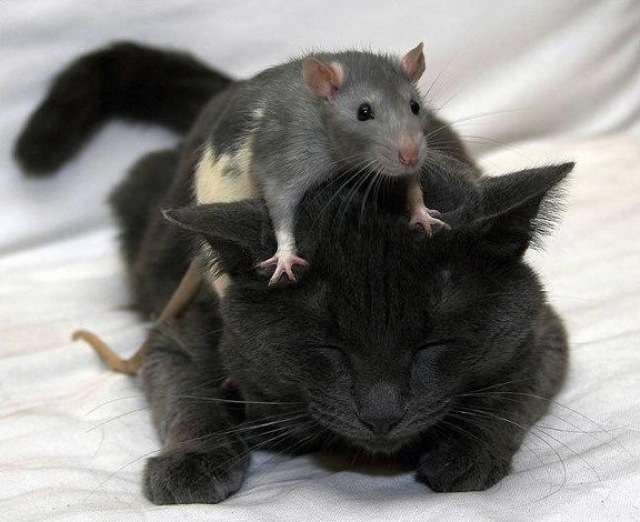 ねこ画像で癒されるトピ4