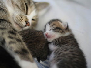ねこ画像で癒されるトピ4