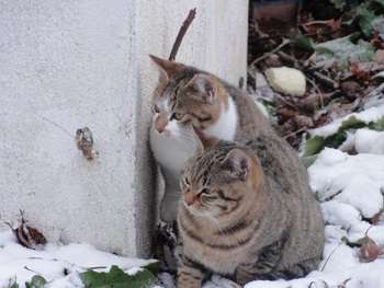 ねこ画像で癒されるトピ4