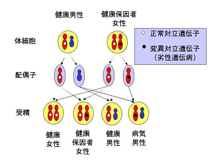 病気の遺伝が怖い方