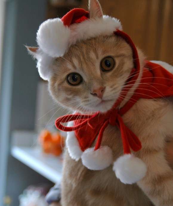 クリスマス×動物の画像下さい!