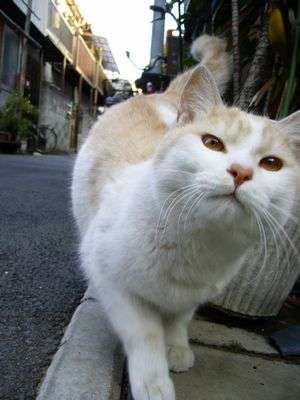 ねこ画像で癒されるトピ4