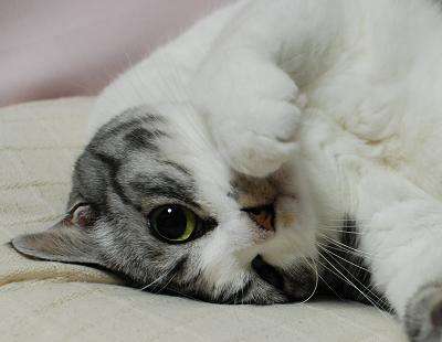 ねこ画像で癒されるトピ4
