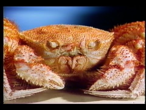 【懐かCM】 JRI かに道楽 (1993) - YouTube