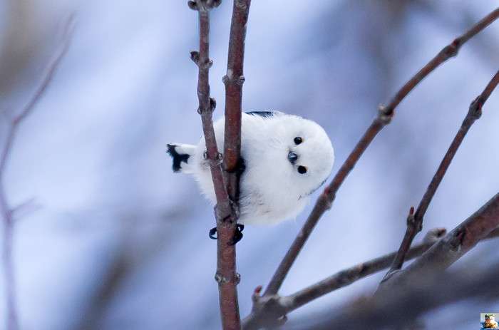 かわいい画像を貼るトピ