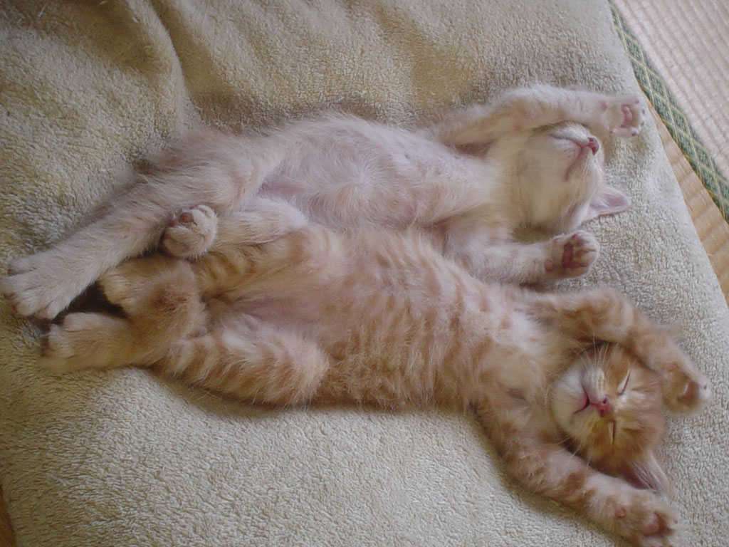 ねこ画像で癒されるトピ4