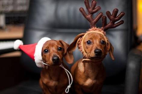 クリスマス×動物の画像下さい!