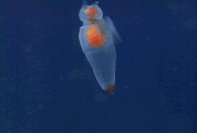【閲覧注意】不気味な画像を貼るトピ