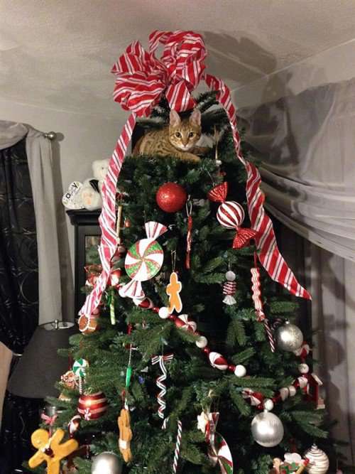 クリスマス×動物の画像下さい!