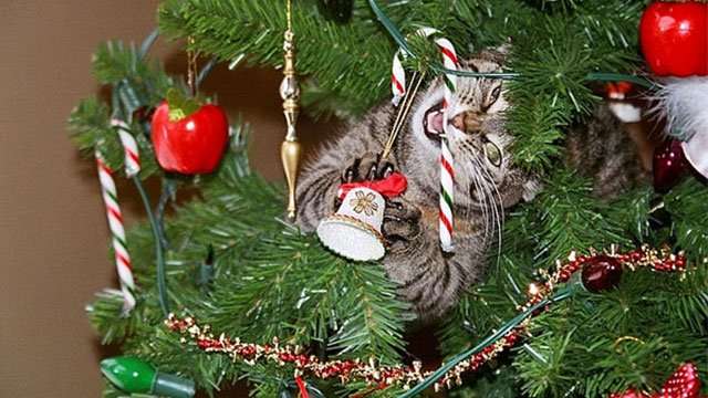 クリスマスツリーの装飾を手伝う猫たち