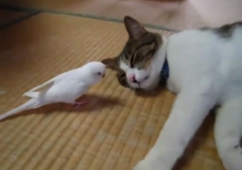 ガルちゃん忘年会!2015