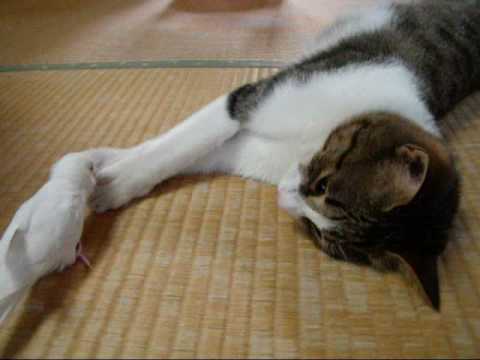 猫にしつこいインコ - YouTube