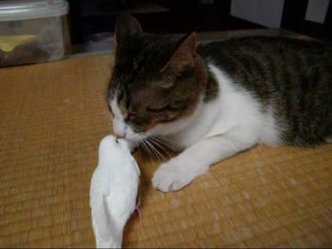 にゃ～と言うインコ - YouTube