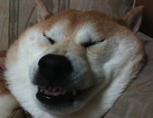 犬猫ブログ (@inunekoblog) | Twitter