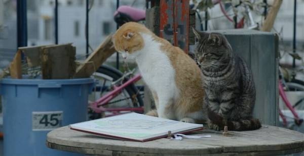 ドラマ『問題のあるレストラン』好きな人