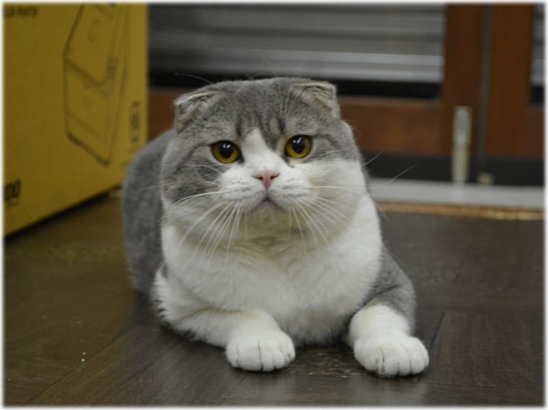 ペット、なに飼ってる？