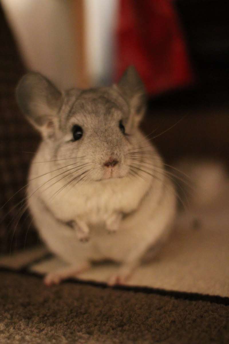 動物好きさん集まれ～