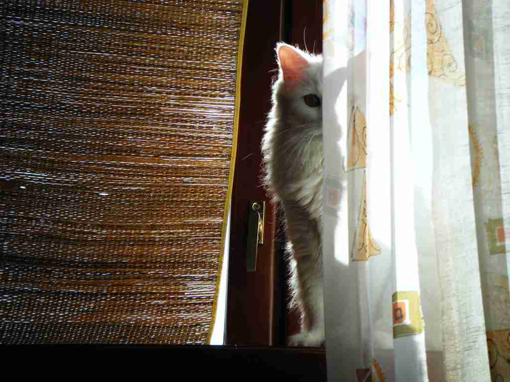 ねこ画像で癒されるトピ4