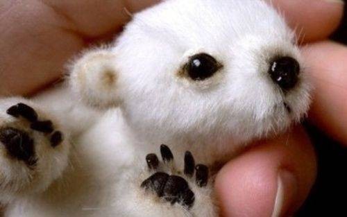 かわいい画像を貼るトピ