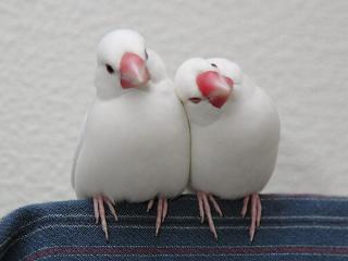 かわいい画像を貼るトピ