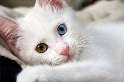 ねこ画像で癒されるトピ4