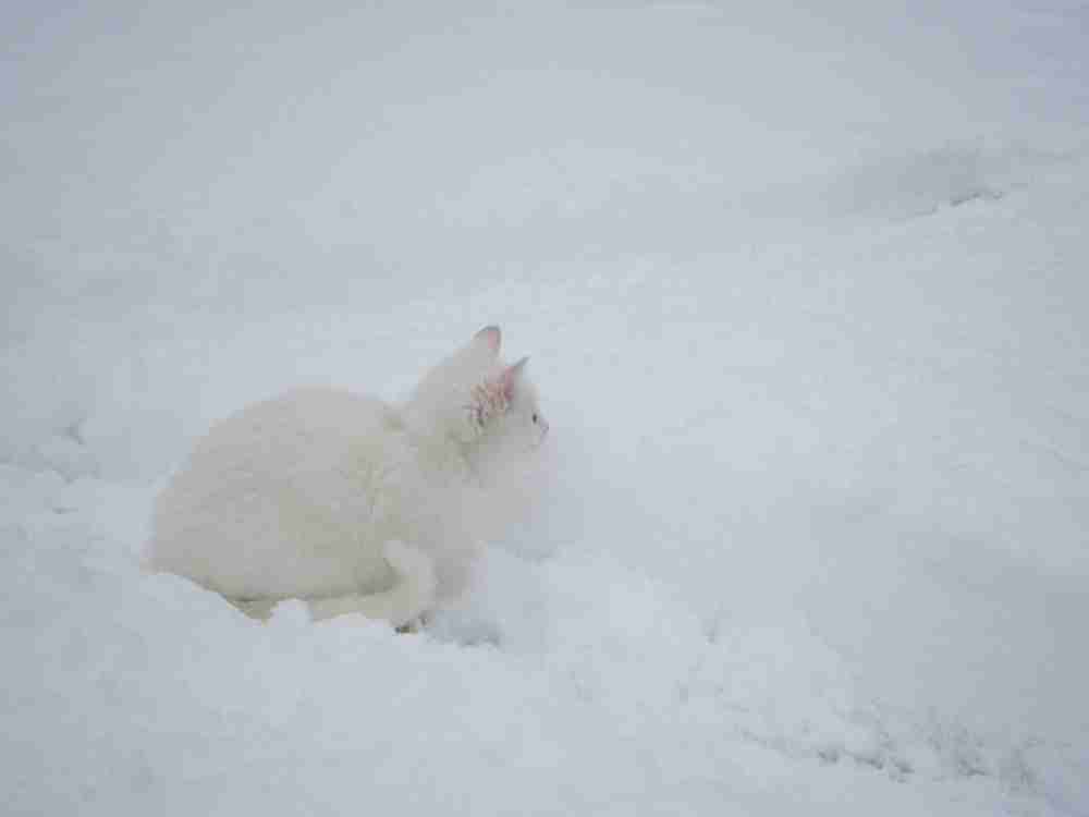 ねこ画像で癒されるトピ4