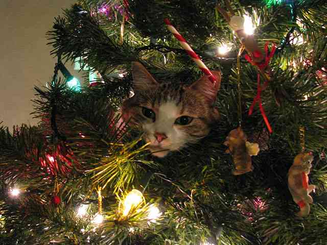 クリスマス×動物の画像下さい!