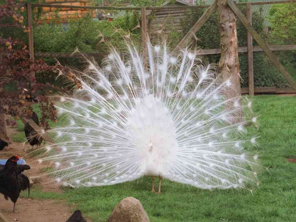 美しいものの画像を貼るトピ