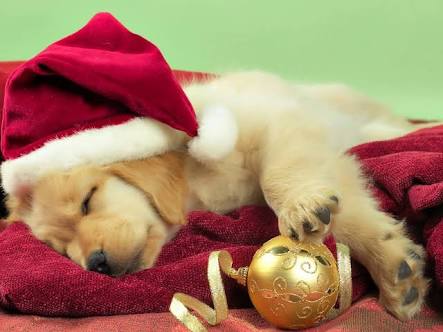 クリスマス×動物の画像下さい!