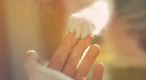 ねこ画像で癒されるトピ4