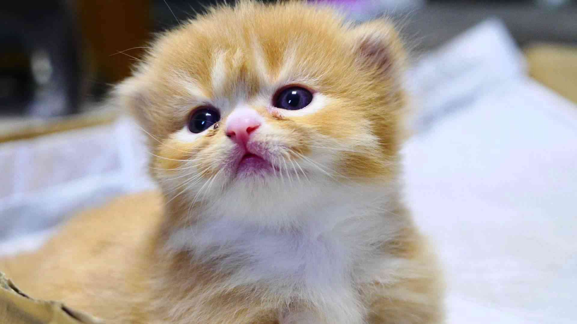 ねこ画像で癒されるトピ4
