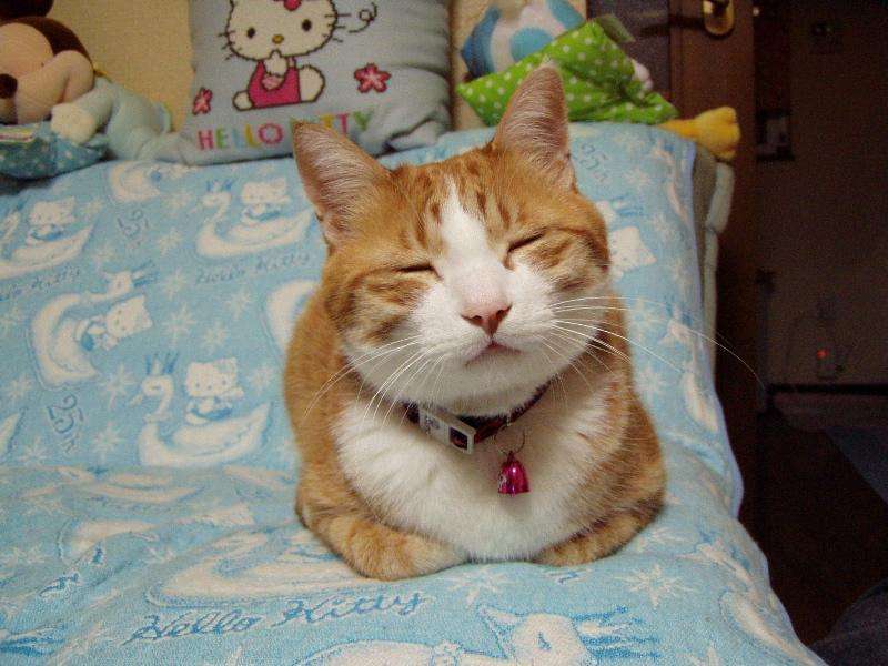 ねこ画像で癒されるトピ4