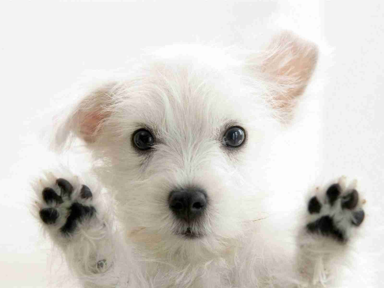 かわいい画像を貼るトピ