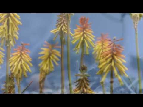 Lei Hali'a　　ケアリイ・レイシェル - YouTube