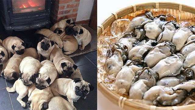 パグは牡蠣。プードルはフライドチキン。食べ物に似てる犬たち♪ | ANIMALive