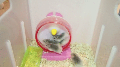 かわいい画像を貼るトピ