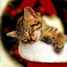 ねこ画像で癒されるトピ4