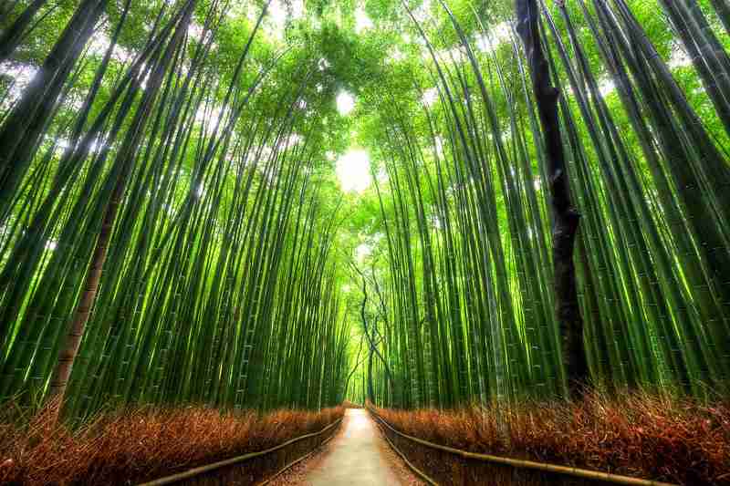 見に行きたくなる美しい写真！
