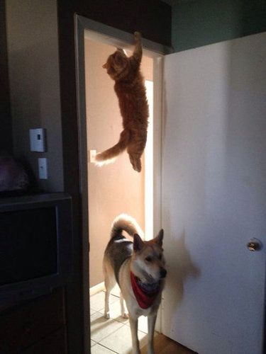 ねこ画像で癒されるトピ4
